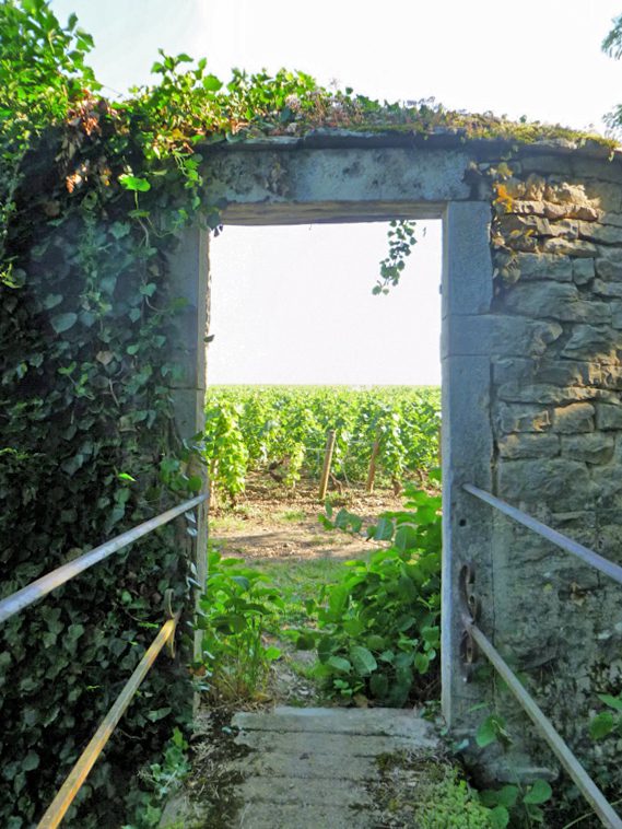 Doorway-to-Vines-in-Pommard