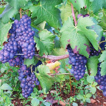 Grape Vines in Burgundy France